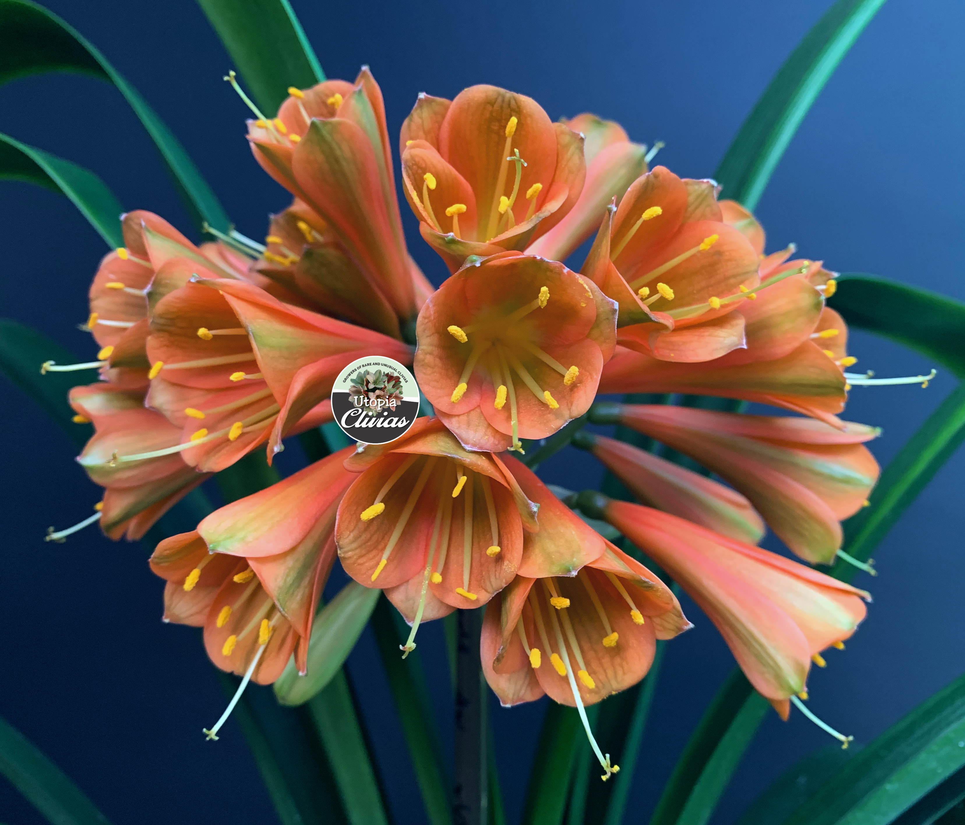 Utopia Clivias